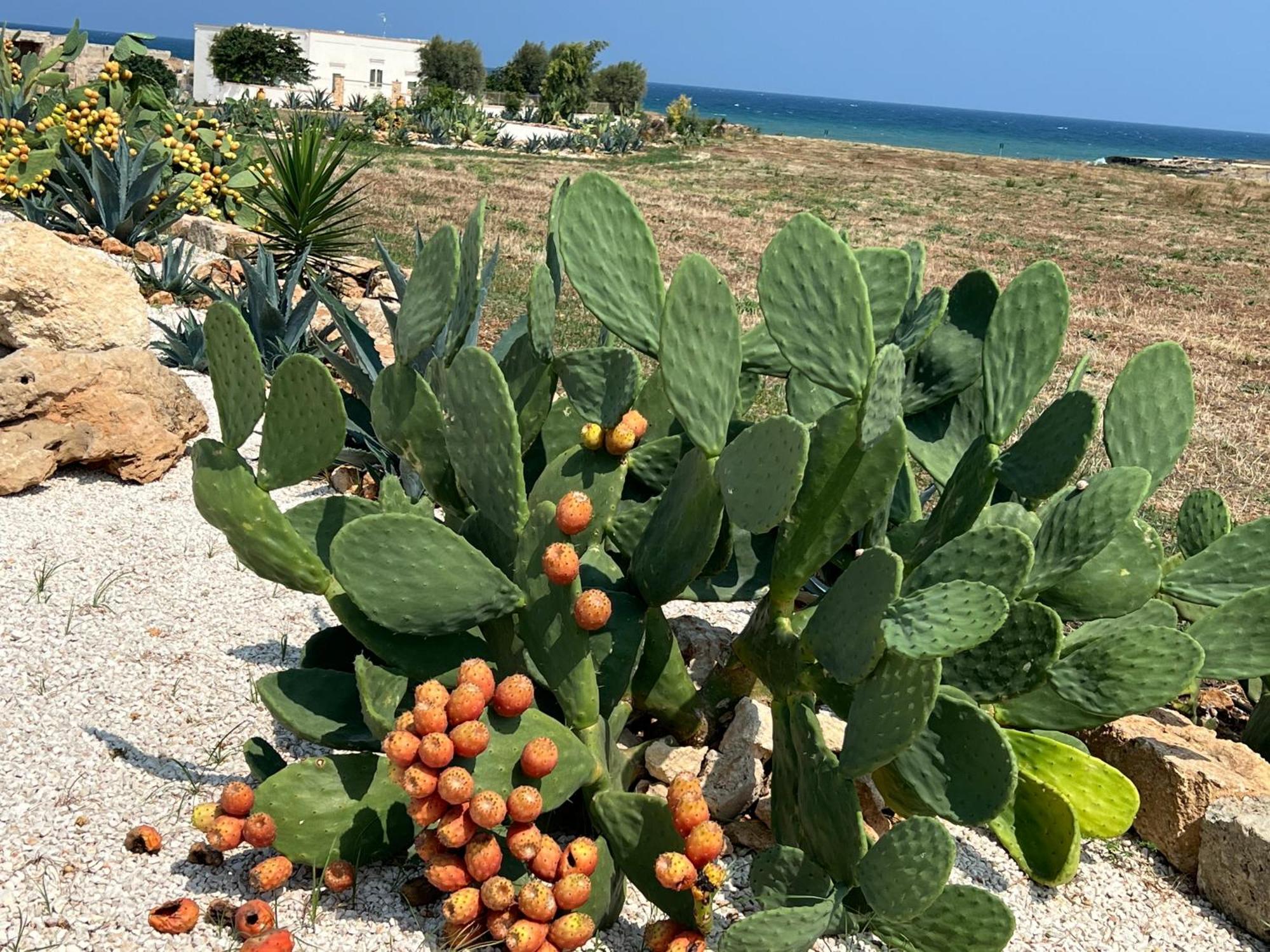 Masseria Ostuni Mare Agri Resort Εξωτερικό φωτογραφία